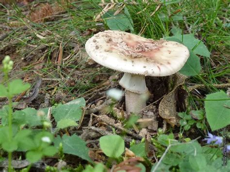 Comment Savoir Si On A Un Champignon Sur La Peau