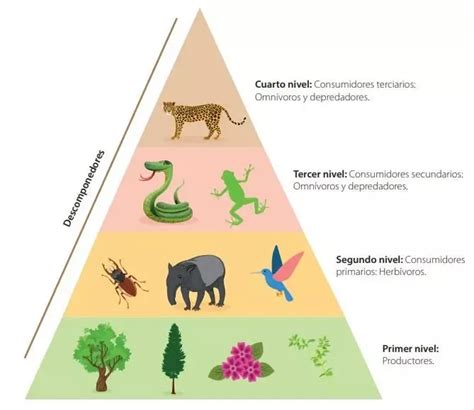 Cadeia Alimentar Dos Animais Seres Vivos E Biosfera Animais Artofit