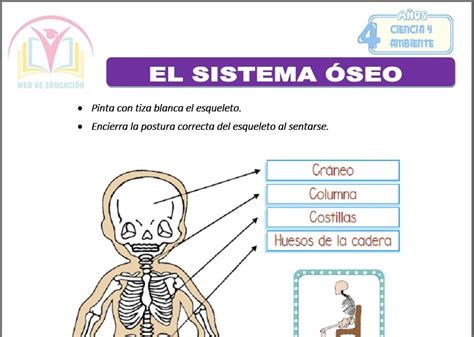 El Sistema Óseo Para Cuatro Años Web De Educación