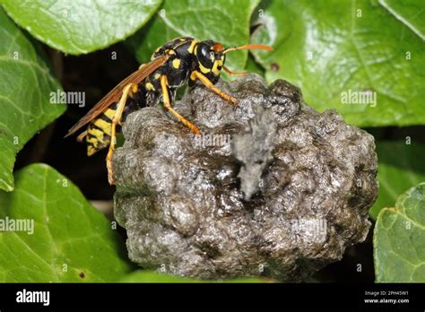 European Paper Wasp Stock Photo - Alamy