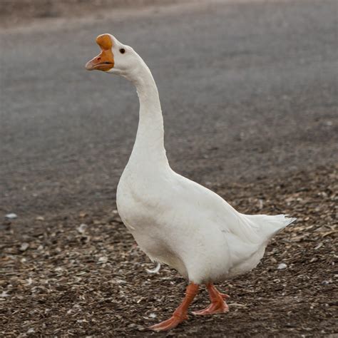 Goslings White Chinese My Pet Chicken