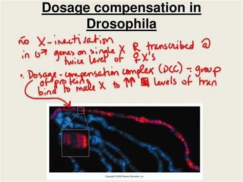 Ppt Bio 304 Lecture 15 Powerpoint Presentation Free Download Id