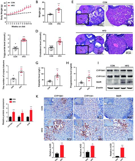 Mice With HFD Induced Obesity Exhibit Aberrant Ovarian Function In