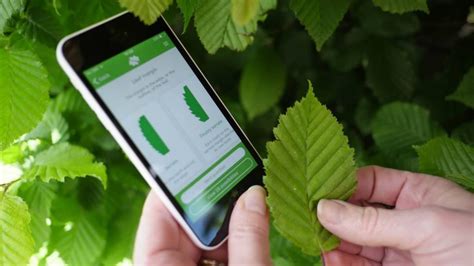 Best Apps For Identifying Trees Flux Resource