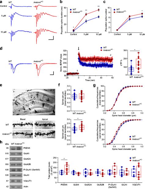 Female Ambra1 − Mice Show Increased Epileptiform Activity And Synaptic Download Scientific