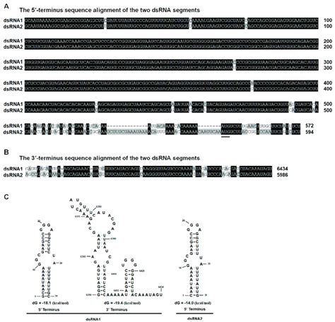 Multiple Sequence Alignments And Predicted Secondary Structures For The