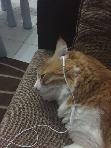 My Cat Listening To Music Baby Cats Pretty Cats Cute Baby Cats