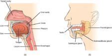 Digestive Systems Concepts Of Biology St Canadian Edition