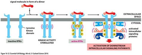 Tyrosine Kinase Receptors Flashcards Quizlet