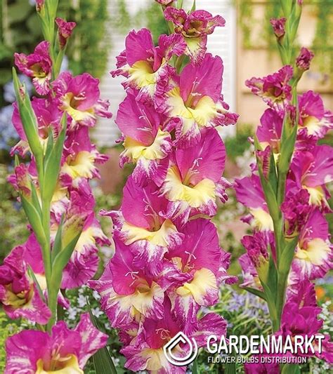 Gladiolus Gladiole Extravert 5 St Gardenmarkt De