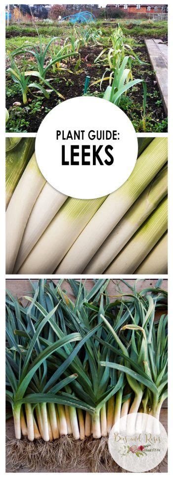 Plant Guide Leeks Plant Guide Growing Leeks Gardening For Beginners