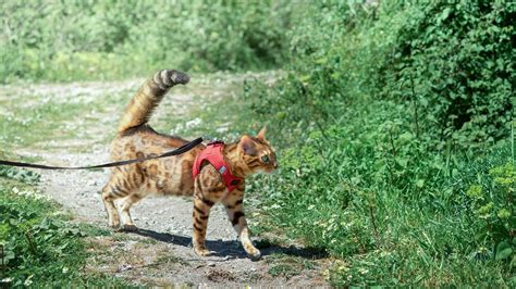 Best Cat Harnesses For Maine Coon Kitiefy