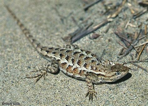 Identifying California Lizards