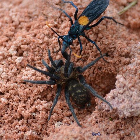 Tropical Biodiversity - Santarém - Pará - Brasil: Spider wasp