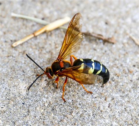 Know Your Beneficials Cicada Killer Wasp Hobby Farms