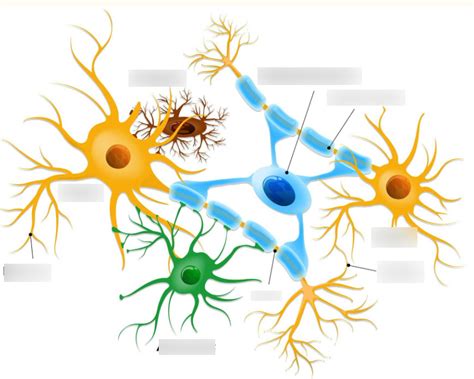 Glial Cells Diagram Quizlet