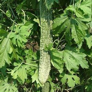 10 Japanese Extra Long Bitter Gourd Seeds Bitter Melon Kho Qua Nhat