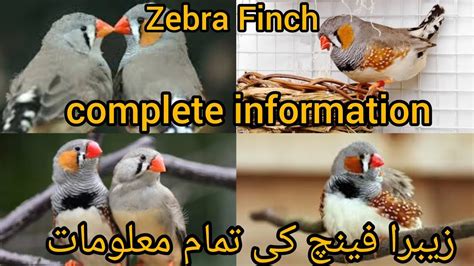 Zebra Finch Complete Information Difference Between Male And Female Zebra