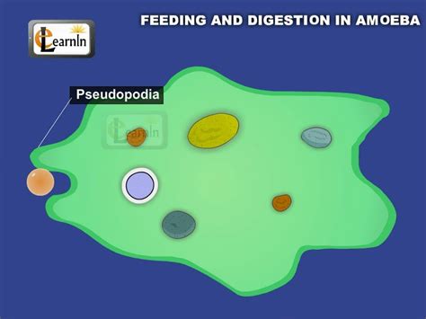 [DIAGRAM] Diagram Of Amoeba Eating Food - MYDIAGRAM.ONLINE