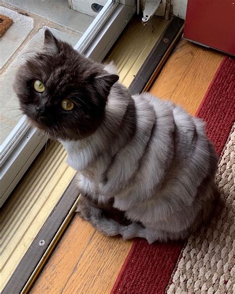 A Trend of Weird Cat Haircuts Makes Them Look Ridiculous - Catman