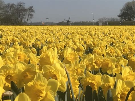 Alkmaar: Tulip And Spring Flower Fields Bike Tour