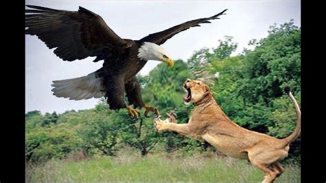 Do Cheetahs Eat Eagles Abiewrt