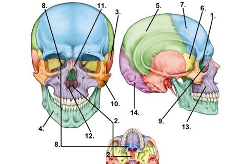 bones of the and neck labeling Diagram | Quizlet