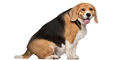 Overweight Dogs Acquire Devastating Obesity-Related Diseases