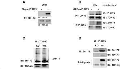 Znf Interacts With Tdp A And B T Cells Transiently