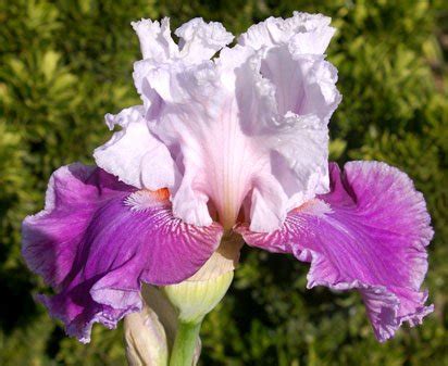 Prima Beauty Tall Bearded Iris Nola S Iris Gardens