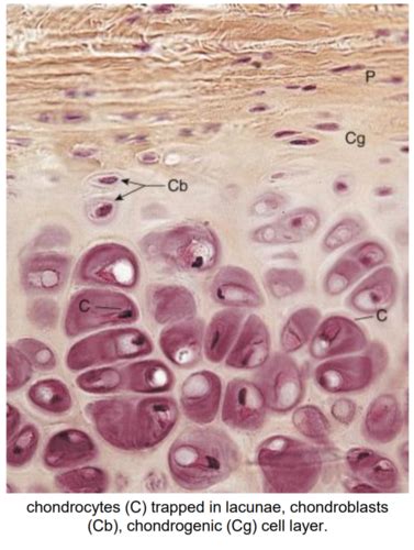 Histology Cartilage & Bone Flashcards | Quizlet