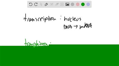 Solveddefine And Distinguish Between Transcription And Translation Where In A Eukaryotic Cell