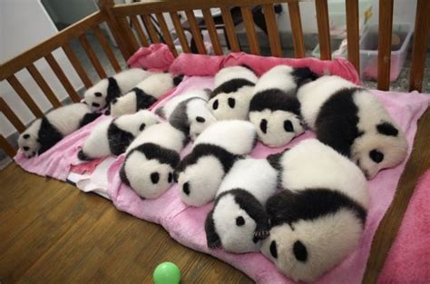 Twelve Adorable Fluffy Baby Panda’s Nap Time