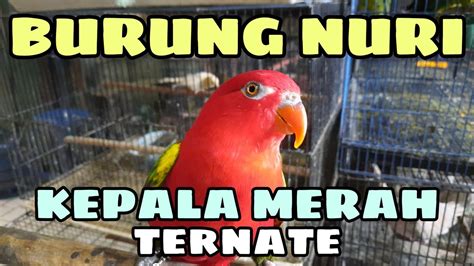 Survey Harga Burung Nuri Kepala Merah Youtube