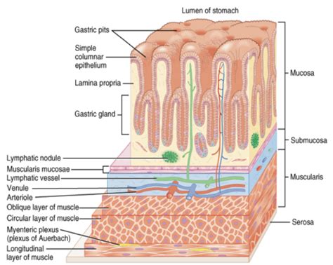 BIO 201 Final Flashcards Quizlet