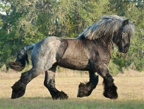 A Collection Of Draft Horses To Make You Swoon Rare Horses Big