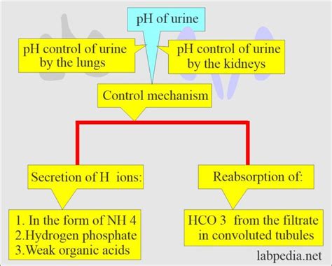 Urine Ph And Its Significance