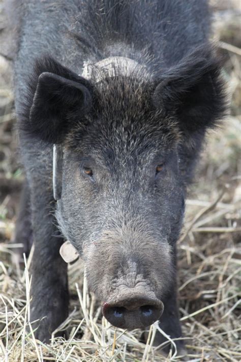 Feral pigs: B.C. allows hunting 'anywhere and at any time' | CBC News