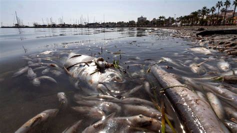 Toneladas De Peces Muertos Aparecen En El Mar Menor De Murcia Por