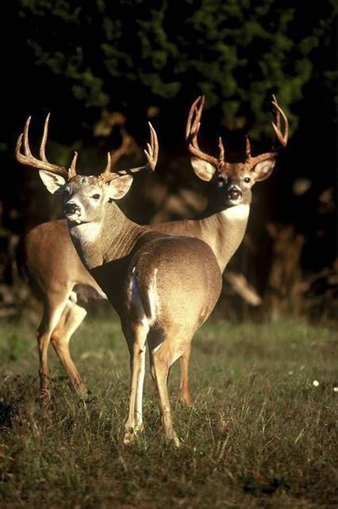 Whitetail Deer Pictures, Whitetail Deer Hunting, Deer Photos, Whitetail ...