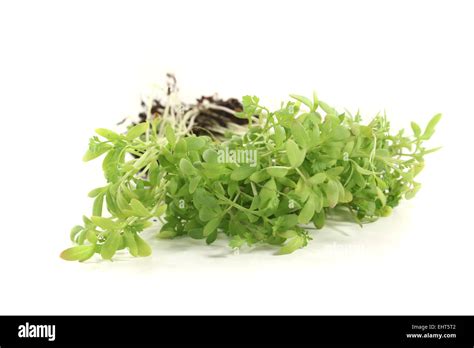 Green Cress Hi Res Stock Photography And Images Alamy