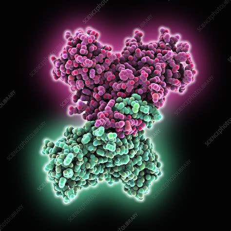 Dengue Virus Non Structural Protein 1 Molecular Model Stock Image