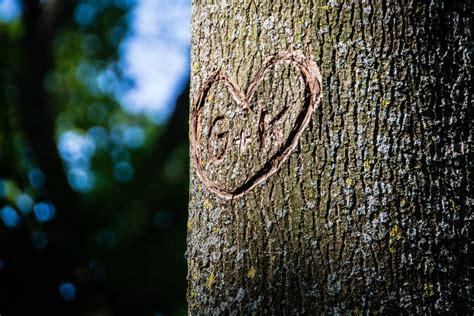 Free Images Tree Nature Forest Branch Wood Sunlight Texture