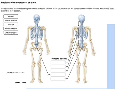 Solved Regions Of The Vertebral Column Correctly Label The Chegg