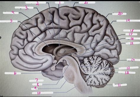 side view of brain label Flashcards | Quizlet