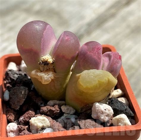 Shpr Lithops Optica Rubra