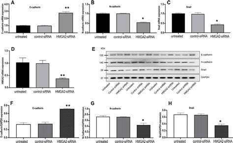 Rt Pcr And Western Blotting Analysis Of E Cadherin N Cadherin And Download Scientific Diagram