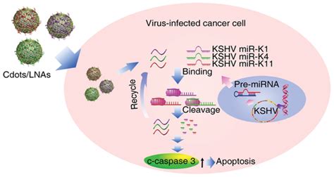 Schematic Illustration Of The Strategy For Targeting Kshv‐encoded Mirna