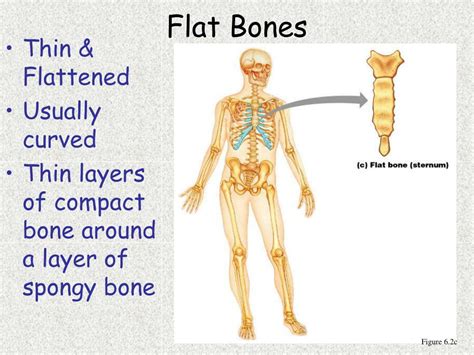 PPT Chapter 6 Bones And Skeletal Tissues PowerPoint Presentation