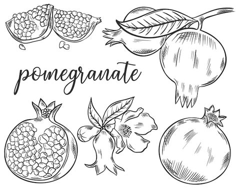 Premium Vector Set Of Sketch Pomegranate Fruits Hand Drawn Black